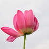 蓮花