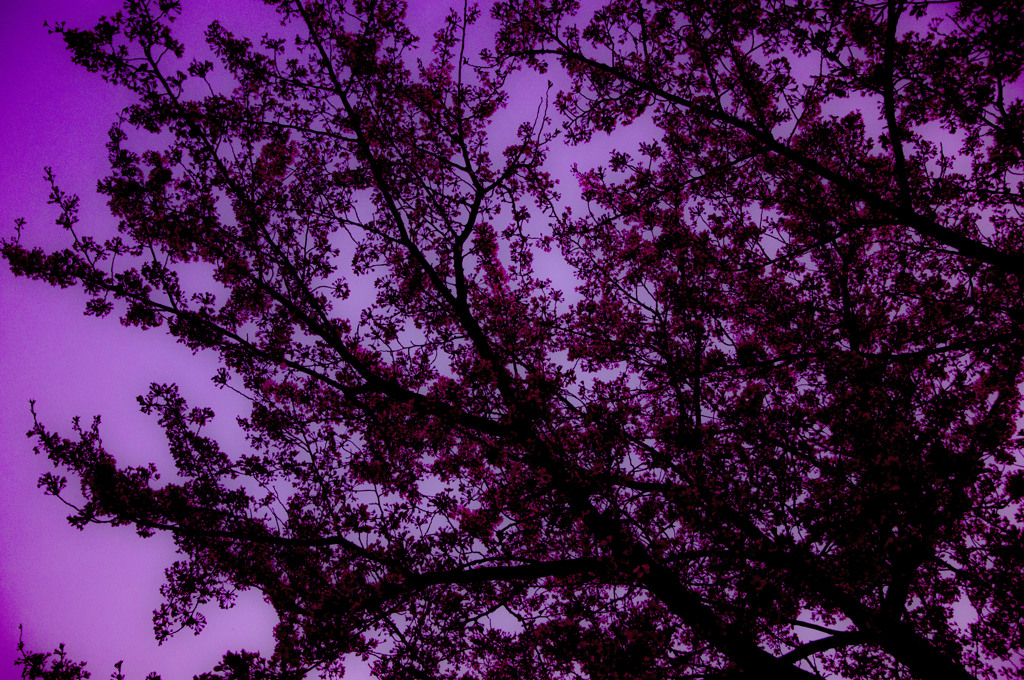 SAKURA  2012
