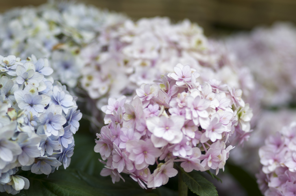 なばなの里　紫陽花祭り
