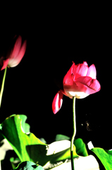 浄土の世界　蓮花・蜘蛛糸