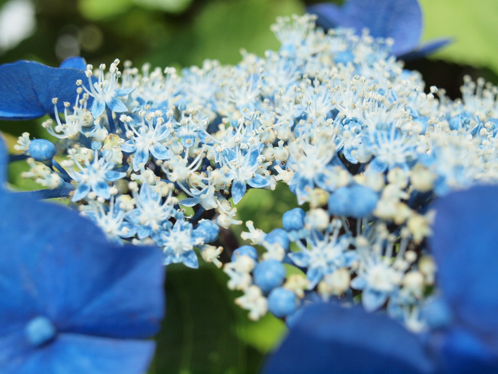 花　Scene05
