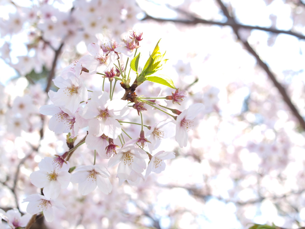 桜　Scene05