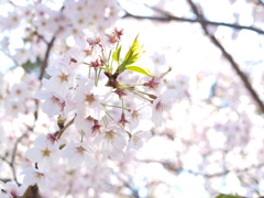 桜　Scene05