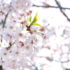 桜　Scene05