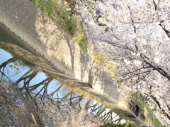 桜　Scene08