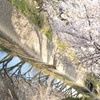 桜　Scene08