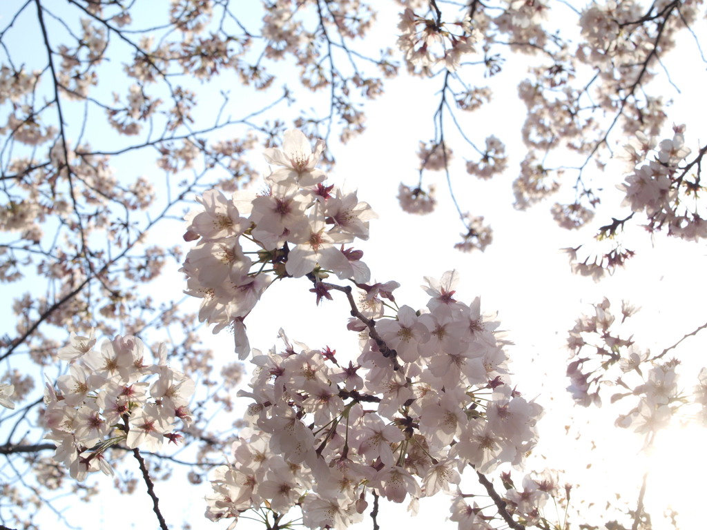 桜　Scene03