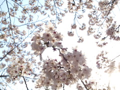 桜　Scene03