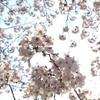 桜　Scene03