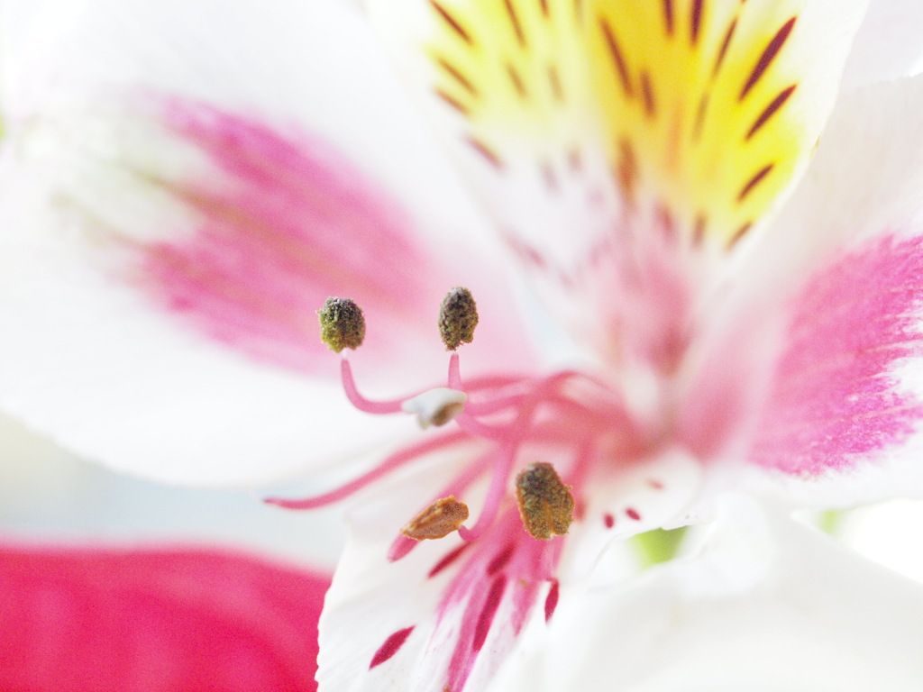花　Scene06