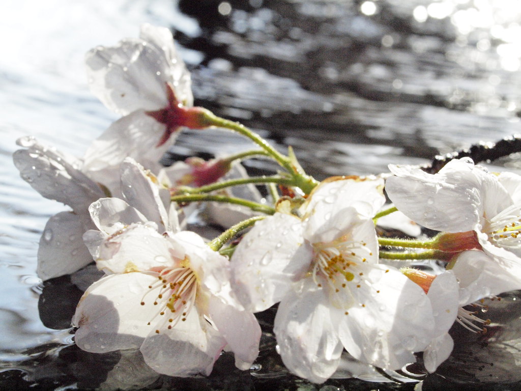 桜　Scene01