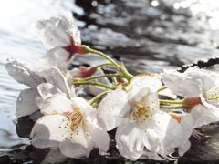 桜　Scene01