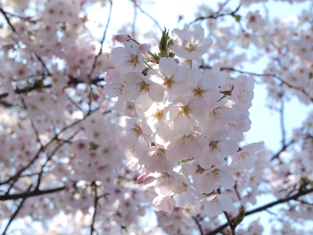 桜　Scene04