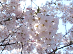桜　Scene04