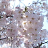 桜　Scene04