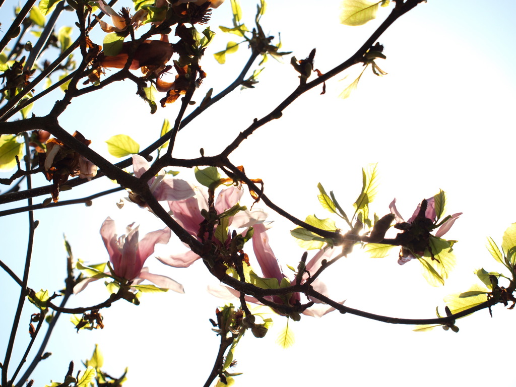 花　Scene02