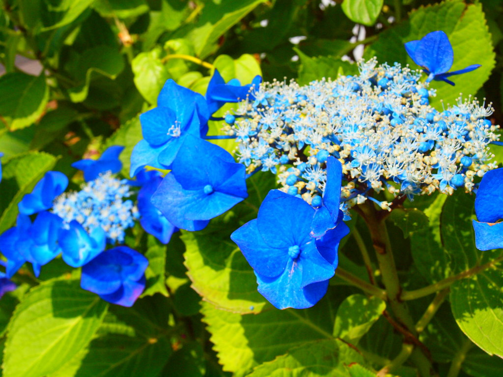 花　Scene04