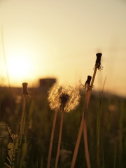 綿毛　Scene03