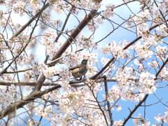 桜　Scene06