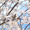桜　Scene06