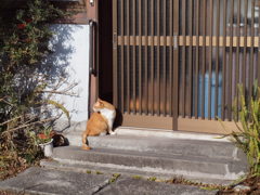 穏やかな日常