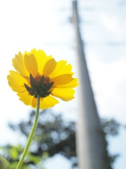 花　Scene03