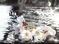 桜　Scene02