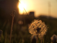 綿毛　Scene01