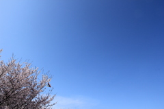 さくらにたこ
