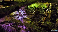夜桜映り込み