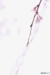 枝垂れ桜
