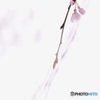 枝垂れ桜