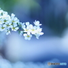White group