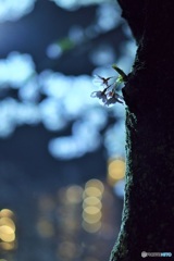 独り夜桜