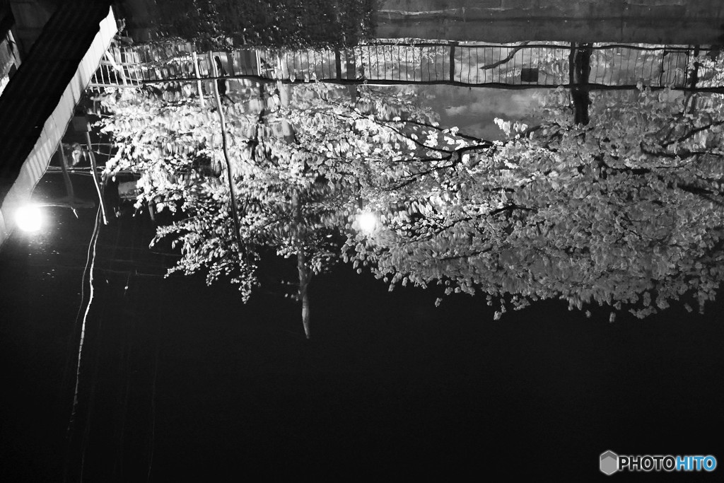 逆さ桜
