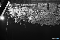 逆さ桜