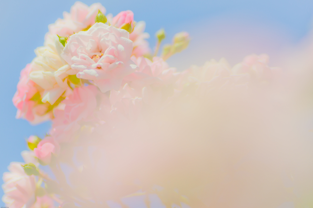 Un bouquet
