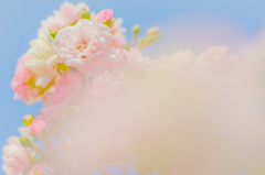 Un bouquet