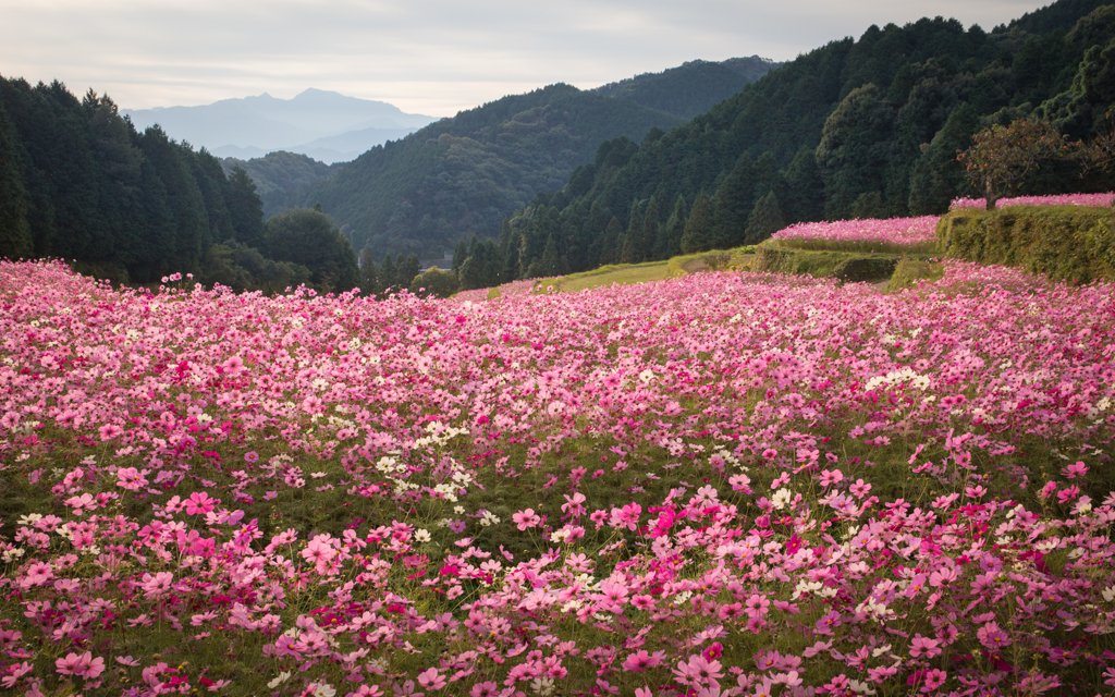 山里のコスモス