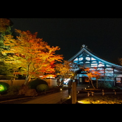 高台寺の夜紅葉