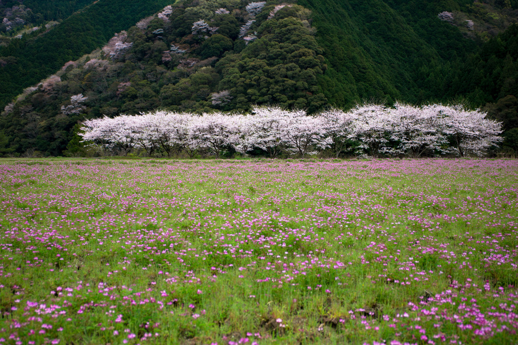 一筋の桜並木
