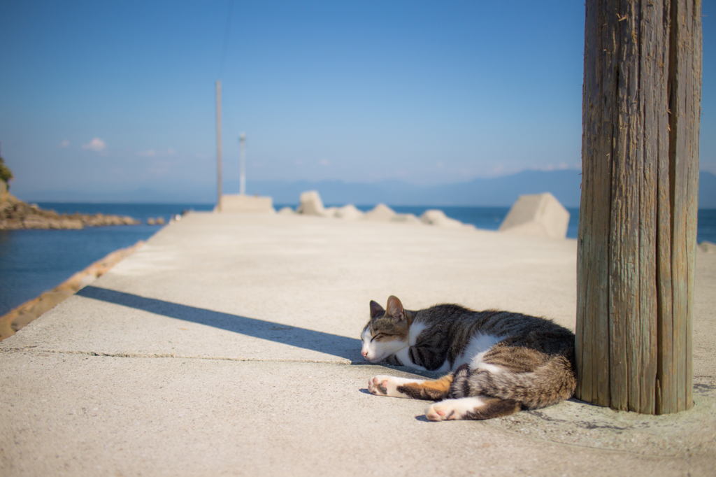 しまねこの休日
