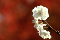 冬桜