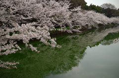 水辺の桜並木