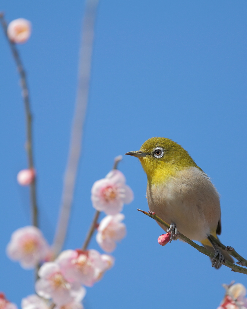 宝珠を手に