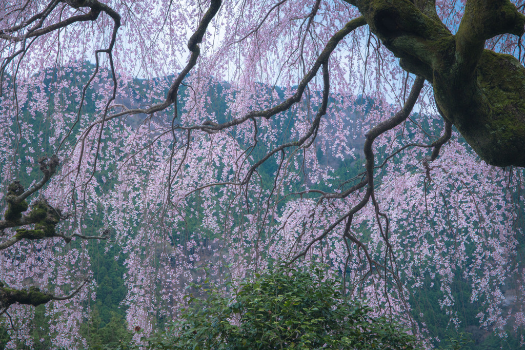 春麗しの桜
