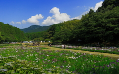 梅雨の中休み