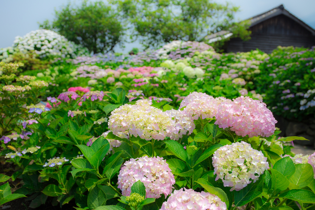 七色紫陽花