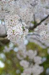 毬桜