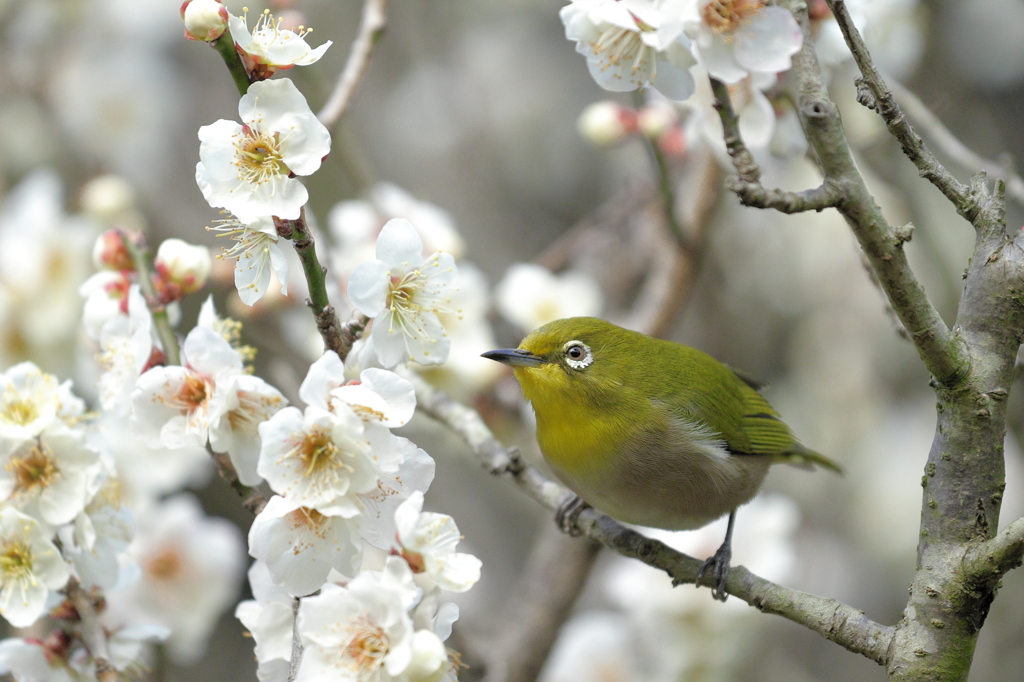 花見日和